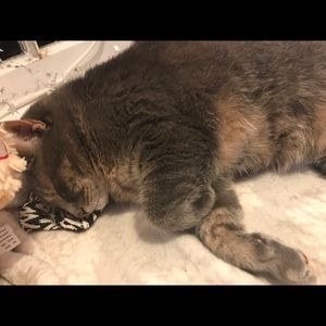 Meet your Posher, Allie